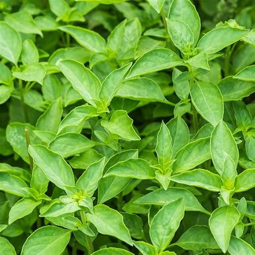 Thai Basil Herb Seed 25 Lb ~6,600,000 Seeds – Non-GMO,