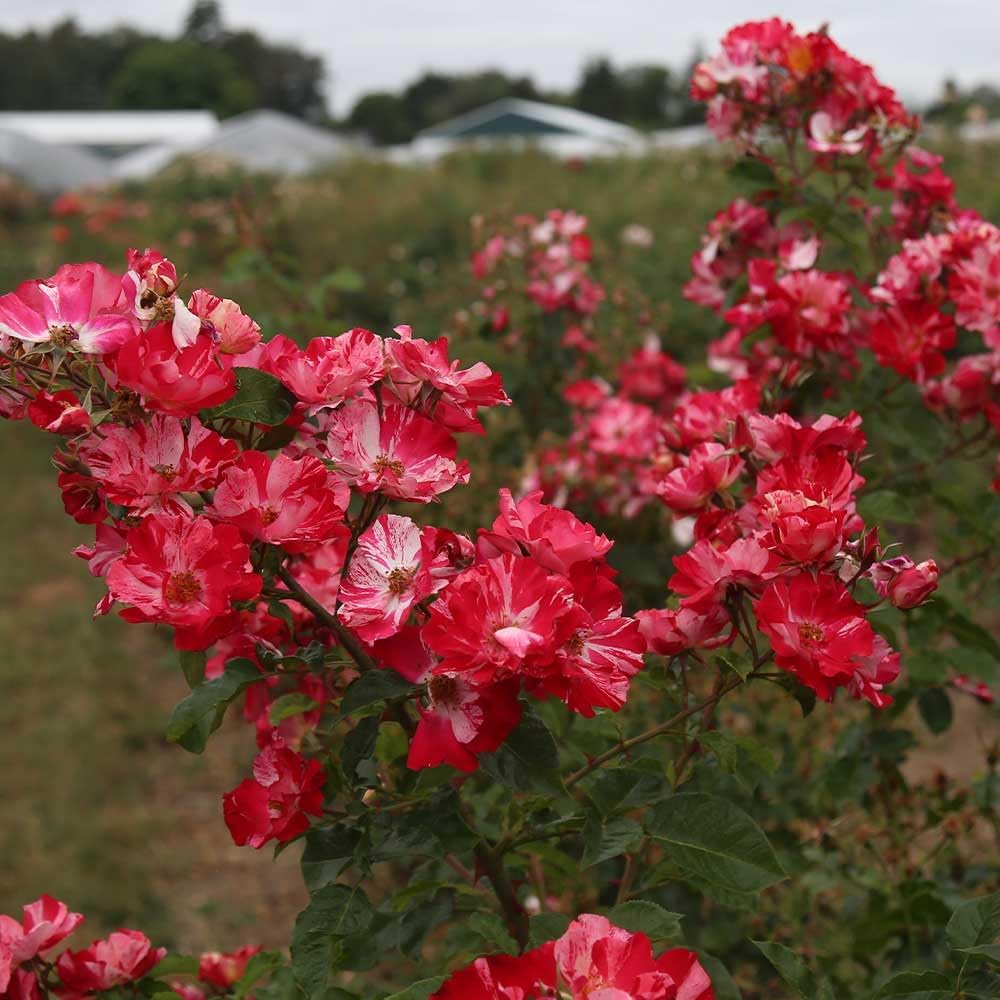 Heirloom Climbing Roses, Live Own Root Plant for Outdoor Garden, Fourth of July™, Moderately Fragrant, Hardiness Zones 5-10, Continual Blooming