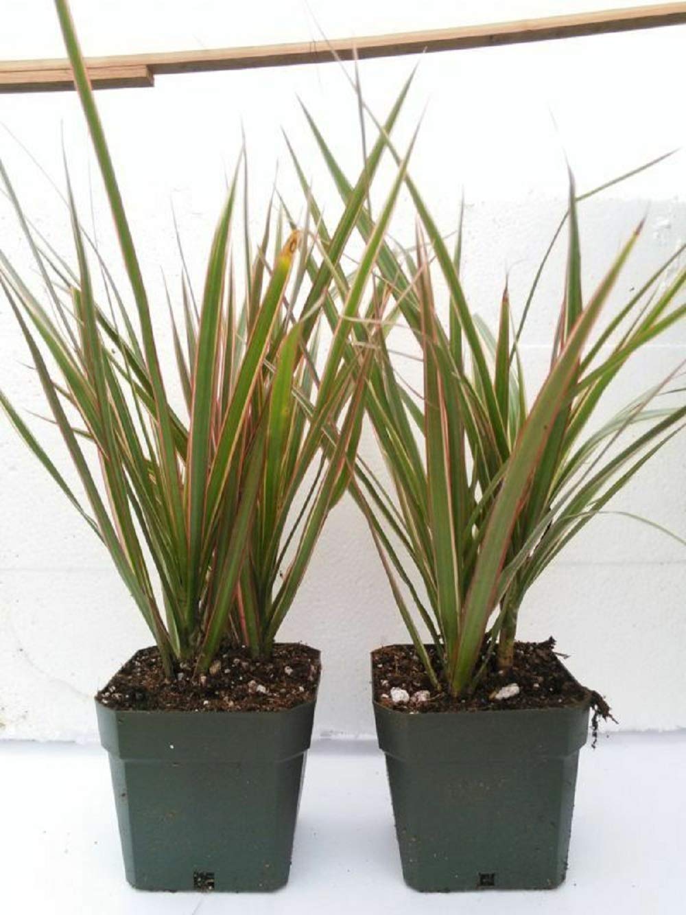 Two Strong Plant - Dracaena Marginata Colorama - Live Plant - Dragon Tree - Houseplant - 4'' Pot Yard - N6