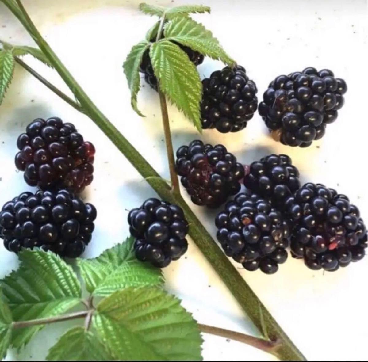 Amazon.co.jp: 発根済み トゲ無しブラックベリー 挿し木苗 抜き苗 1本