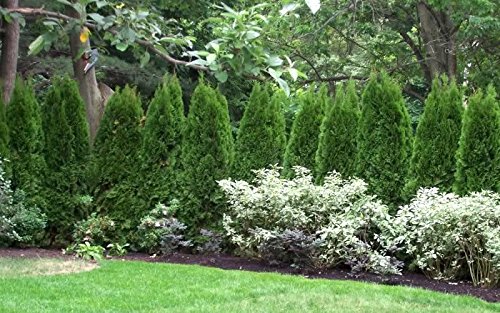 Two Pack Of Emerald Arborvitae - 2 Live Plants Shipped 1 To 2 Feet Tall By Das Farms (No California) #TOP3