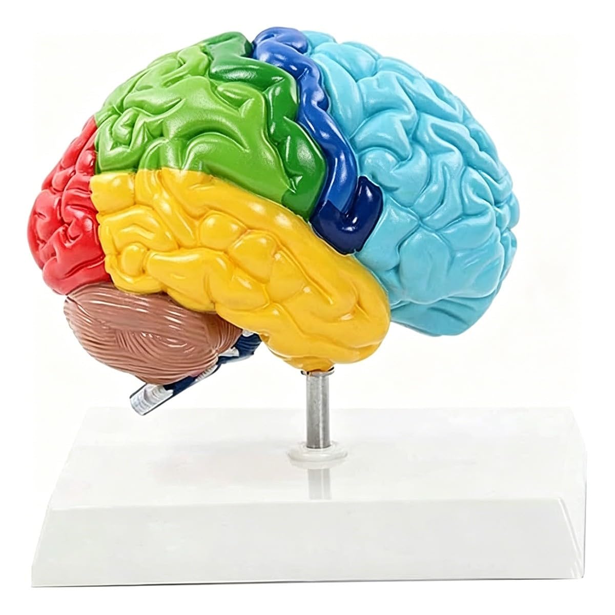 Bananaww Human Right Hemisphere Brain Model 1:1 Life Size, Anatomical Brain Model for Student Teaching, Physiology Study Medical Education, Assemble Learning Tool with Stable Base