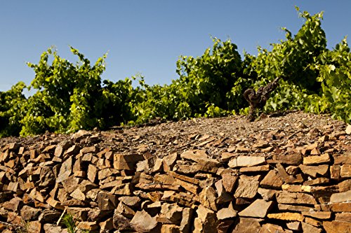 ロシュ・マゼ メルロー