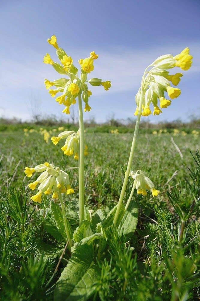Approx 500 Seeds of British Wild Flower Primula Veris Cowslip
