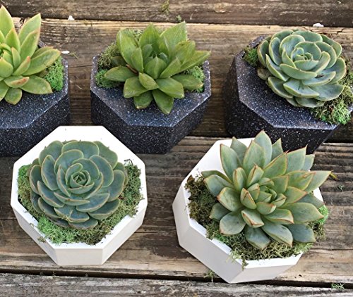 2 Planter Pots For Wall Hanging And Table Modern Design Geometric Plant Holder Vertical Garden Plant Terrarium Ideal For Succulents Tillandsia Air Plants Cactus & Artificial Plants Pots White 2 Pieces #TOP7