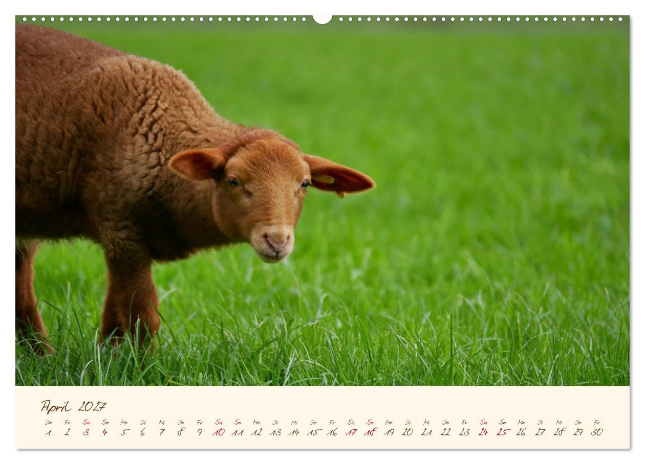 CALVENDO - Coburger Fuchsschaf (Wandkalender 2027 DIN A2 quer), Monatskalender: Porträts und besondere Momentaufnahmen einer alten Schafrasse