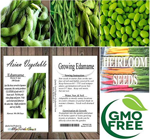 Big Pack (100) Japanese Edamame Seeds - High In Protein - Young Soy Bean - 80-90 Days - Non-Gmo Seeds By Myseeds.co (Big Pack - Japanese Edamame) #TOP5