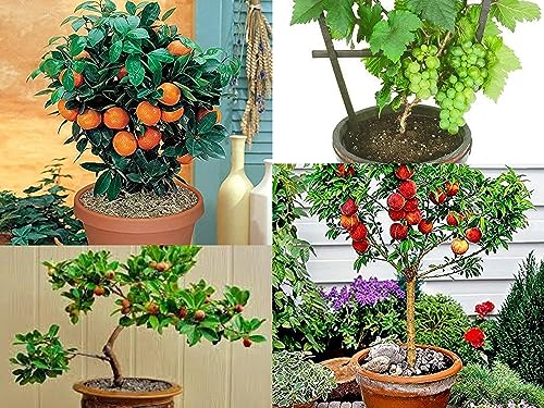 Image of 40 Seeds- Dwarf Fruit Seeds Combo Pack For Home Garden - Apple,Grape,Guava,Orange - 10x4 = 40 Seeds