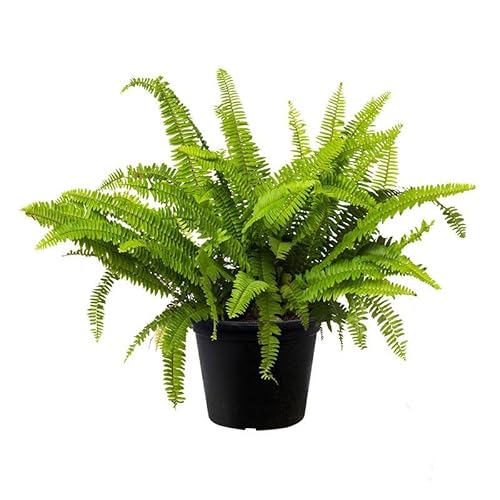 Helecho Hembra Natural la Planta de Exterior que Embellece tu Entorno