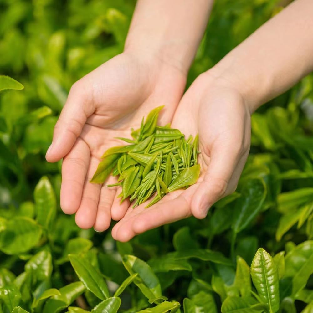 50 pcs teepflanze winterhart samen, Camellia sinensis, pflanzensamen,  stauden teebaum samen hochbeet, biosaatgut zimmerpflanze, bodendecker  winterhart mehrjhrig alte sorten, balkongewchshuser : Amazon.de: Garten