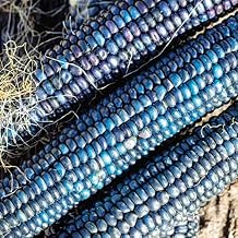 TomorrowSeeds - Shades of Blue Ornamental Corn Seeds - 50+ Count Packet - for 2024 Maize Indian Garden Vegetable Seed