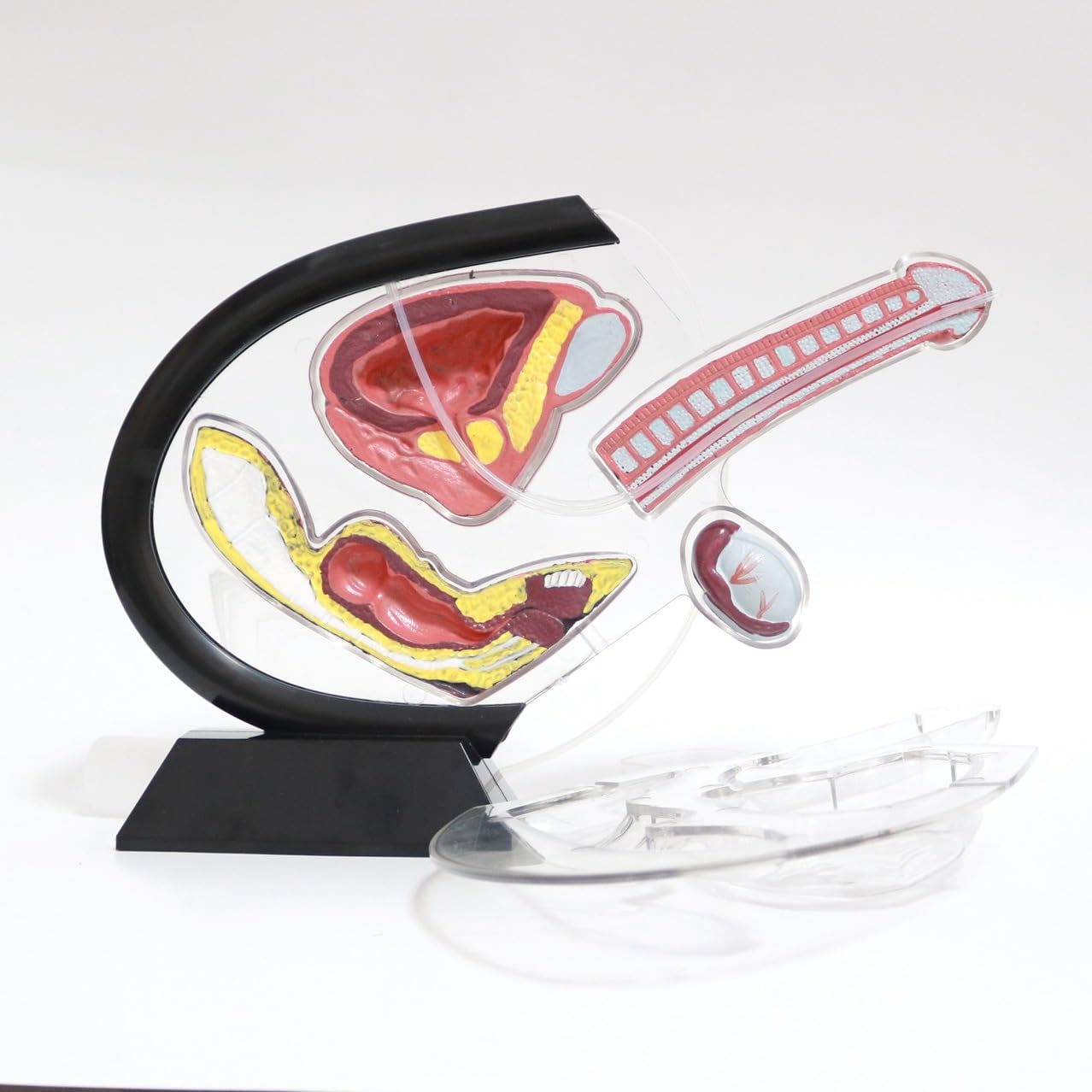 Xiaoxu Modelo anatómico Masculino Humano: Estructura genital, vejiga y anatomía Testicular Transparentes con Fines educativos para Uso Profesional.