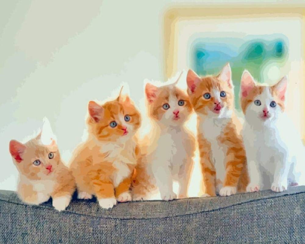 Peinture par numéro chat chaton kit bricolage toile 40x50cm