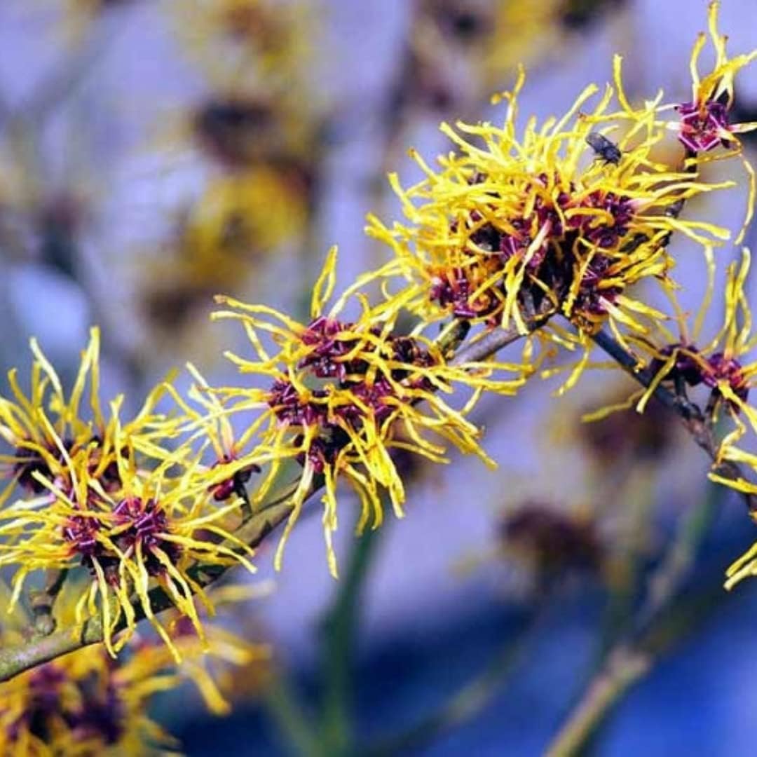 Witch Hazel Tree Shrub, Yellow Witch Hazel Plants Tree Flowering Bushes in Quart Pot Live Plants for Planting