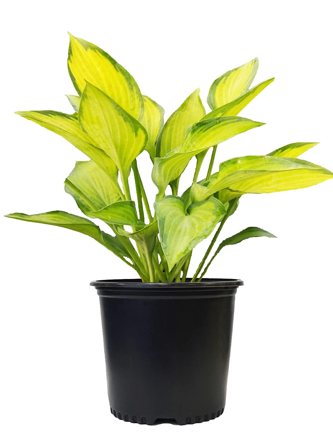 Green Promise Farms Paul's Glory Hosta