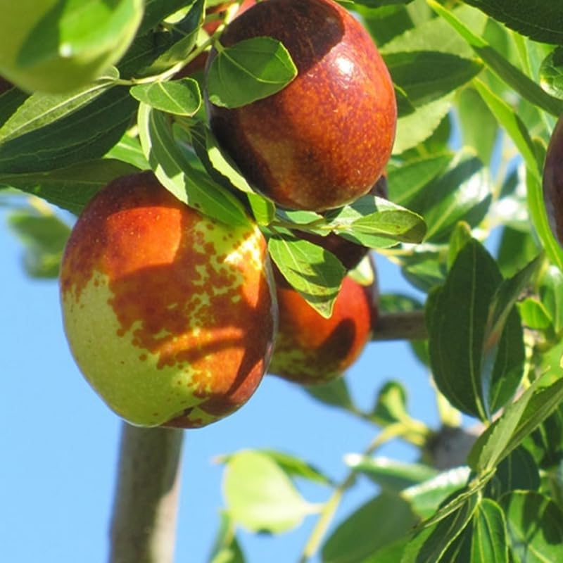 8 Months Old Li Jujube Tree Live Plant in Pot, 10 to 14 Inches in Tall, Rare Fruit Tree, High Yield, Dormant in Winter