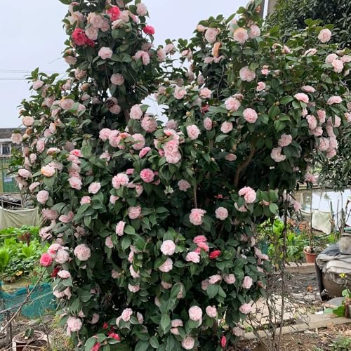 semillas de camelia - exterior primavera verano perennes resistentes balcón raras jardín interior 10pcs