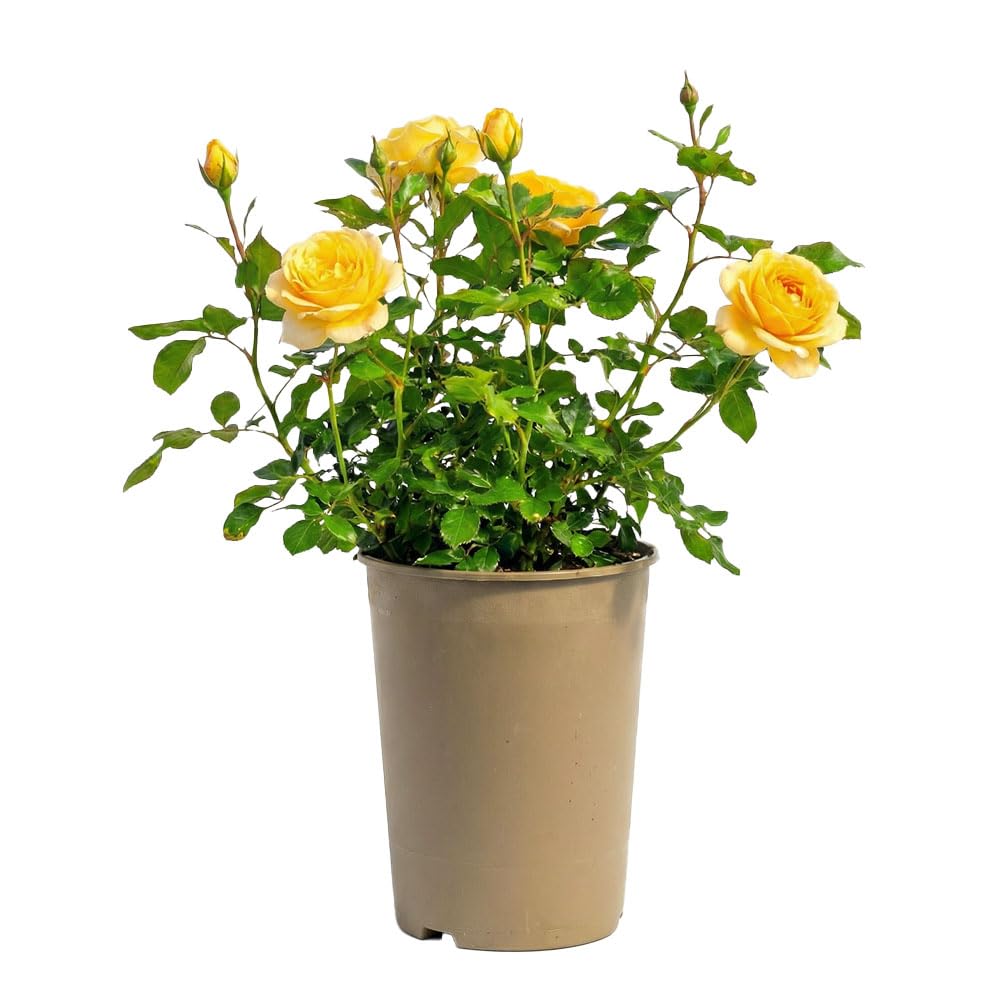 Patio Rose Summer Gold – 3L Potted Yellow Bush Rose Plant – Hardy Outdoor Flowering Shrub for Patio Pots & Garden Borders – Repeat Summer Blooms