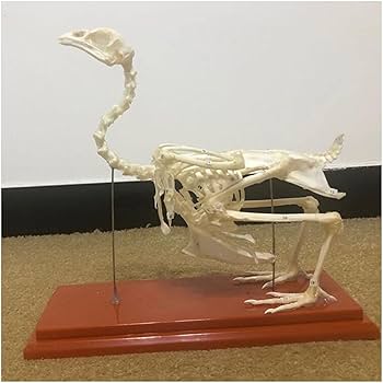 ハリセンボン 骨格標本 ハリセンボン骨格標本作成中 | TikTok