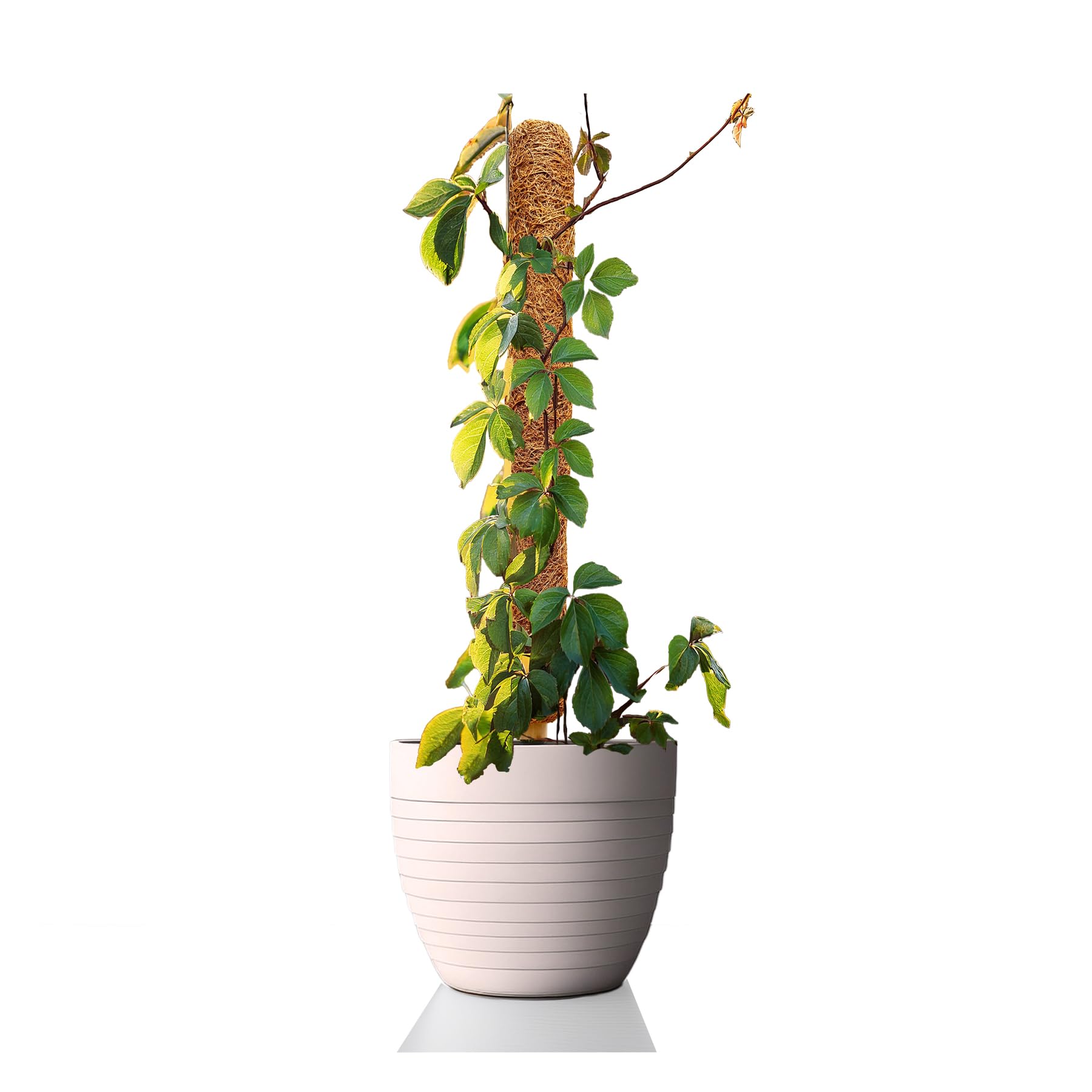 La cordeline Lot 10 Tuteurs Plante Grimpante 120 cm, Support Coco Naturel, Extension tuteur pour Monstera, Jardin, Plante Maison, Marron