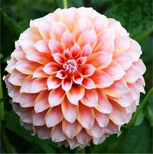 Miniatura 4 de Rare Varieties Plato de cena Rainbow Dalia Semillas Color Mixto 100 Pcs