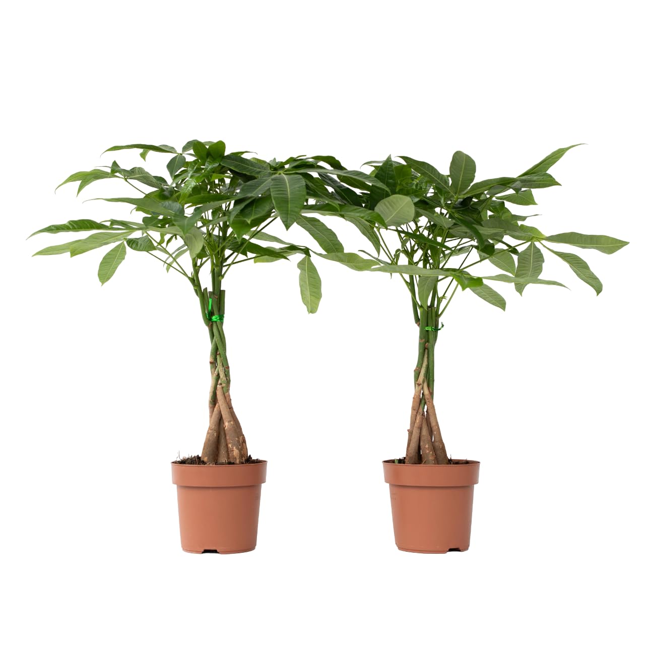 Plant in a Box - Pachira aquatica - Set de 2 - Plantes d'intérieur - Arbres à monnaie - Pot 17cm - Hauteur 60-70cm