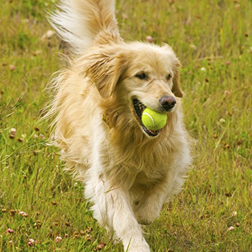 3dRose, Colorado, Summit County, Golden Retriever Dog - US06 BJA0068 - Jaynes Gallery, T-Shirt3