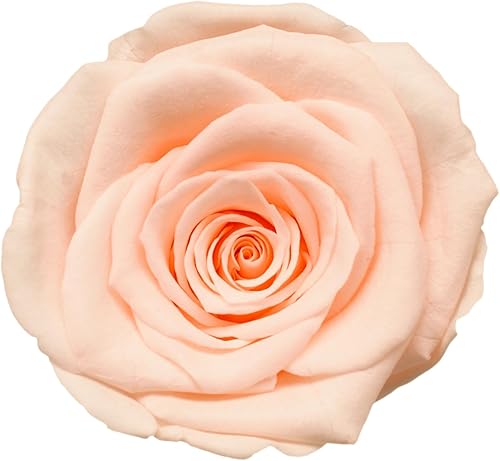 Vista 40 de Cabeza de rosa preservada de grado A de 5 a 2.4 in, cabeza de rosa real, cabeza de rosa eterna, cabeza de rosa natural, cabezas de rosa que duran