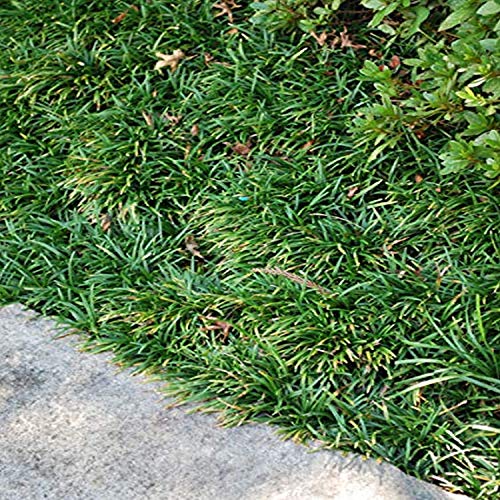 Perennial Farm Marketplace Ophiopogon j. 'Nana' (Dwarf Mondo) Ornamental Grass, Size-#1 Container, Dark
