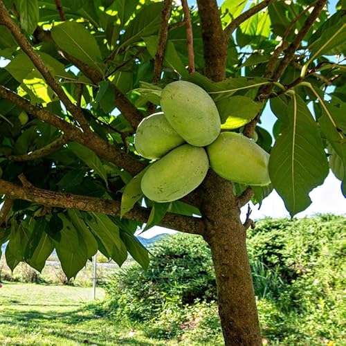 2 Pawpaw Tree Live Plants | 1-2ft Bare Root Seedlings