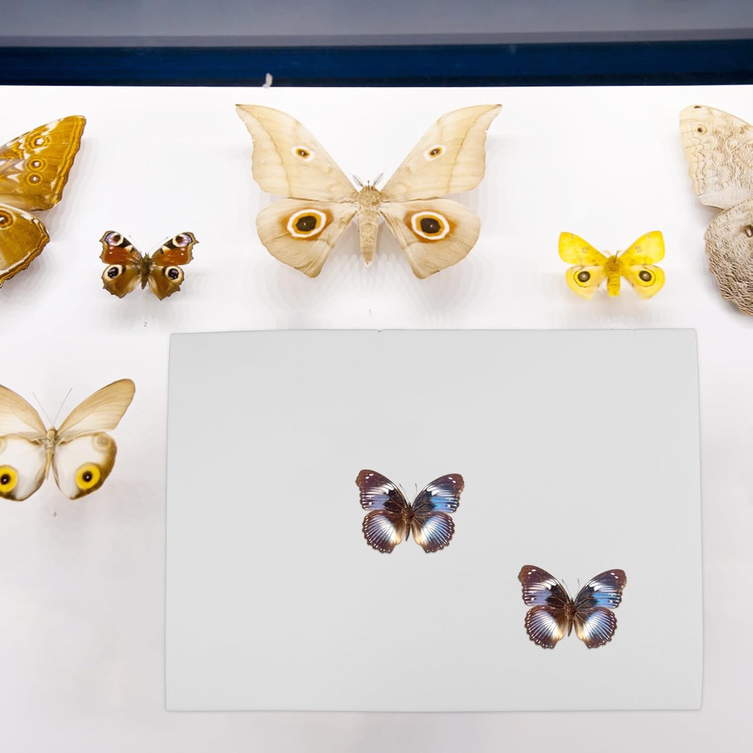 EVA Insect Pin Display Board for Butterfly and Bug Specimens