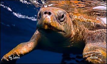 Realfish H2O Series Sea Turtle Buddy Floor Mat 36 x 60