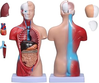 Human Anatomy Torso Model 10.5 Inch Anatomical Assembly Model of Human Organs 14 PCS Removable Organs School Medical Education Display with Detailed Installation Manual