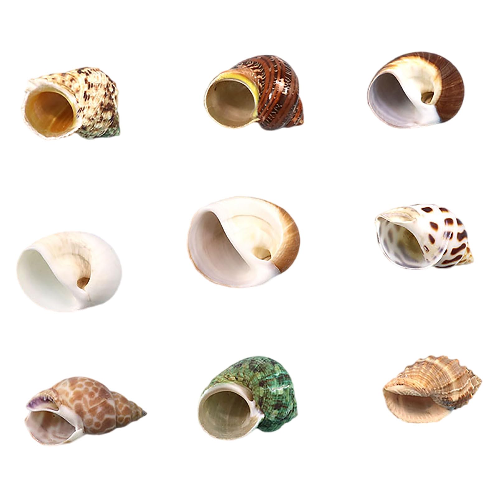LuMOUzhou Conch Hermit Crab Shells