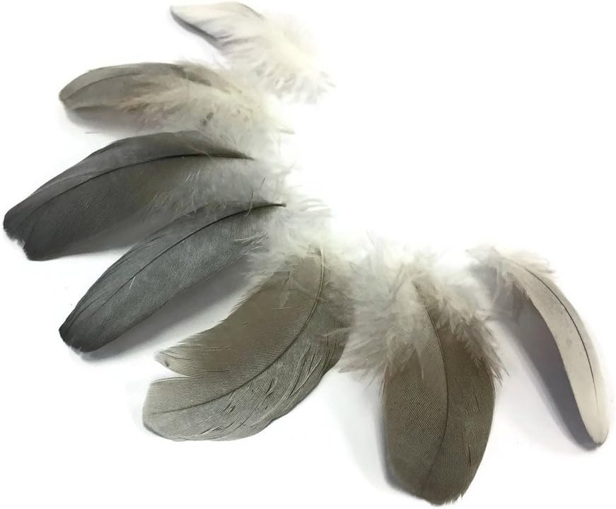 6 Pieces - Natural Black and Gray African Grey Parrot Body Plumage Feathers - Rare-