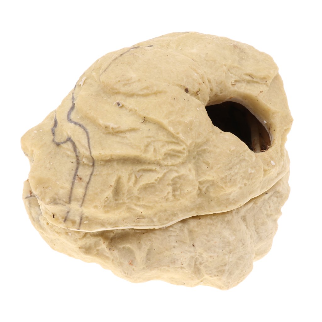 Set di 2 grotte nascoste in resina per rettili con coperchio, decorazione ornamentale a forma di tartaruga a forma di pesce