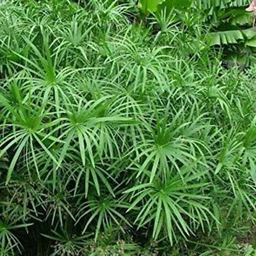ADITYA GREEN PLANTS AGP Umbrella Palm Plant(1 Healthy Live Plant in Poly bag) (B09NJJVDWF) Amazon Price History, Amazon Price Tracker