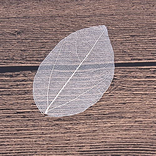 6 hojas naturales esqueletizadas para manualidades DIY miniatura 2