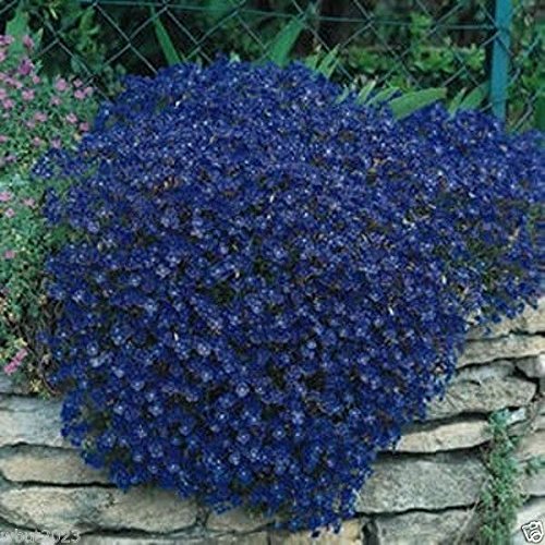 Amazon.com : 1000 Rock Cress Seeds, Aubrieta - Cascade Dark Blue
