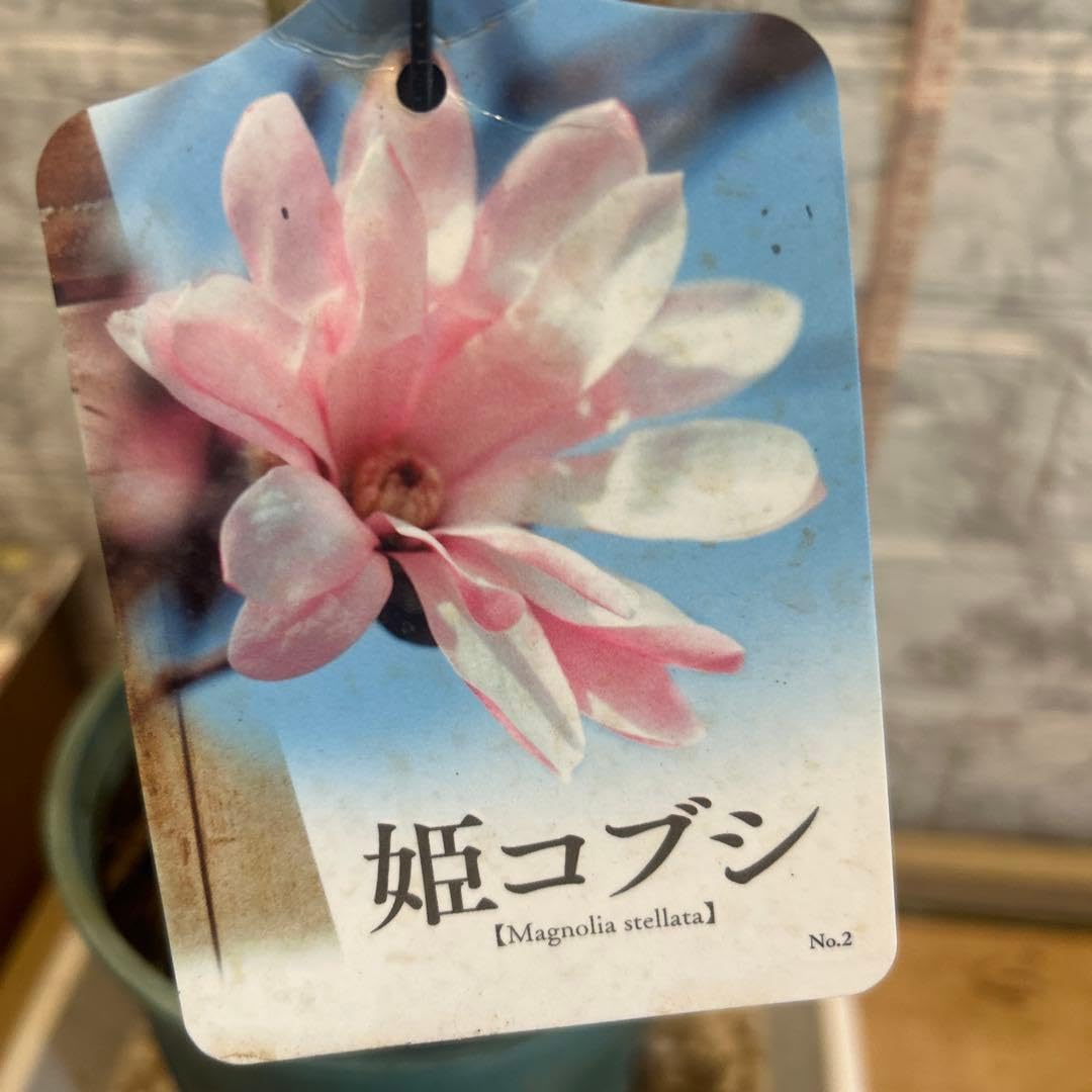 姫コブシ苗木　ロゼア現品開花株高さ約110cm開花株正规品7/3 Amazon｜姫コブシ苗木 ロゼア現品開花株高さ約110cm開花株正规品8/3