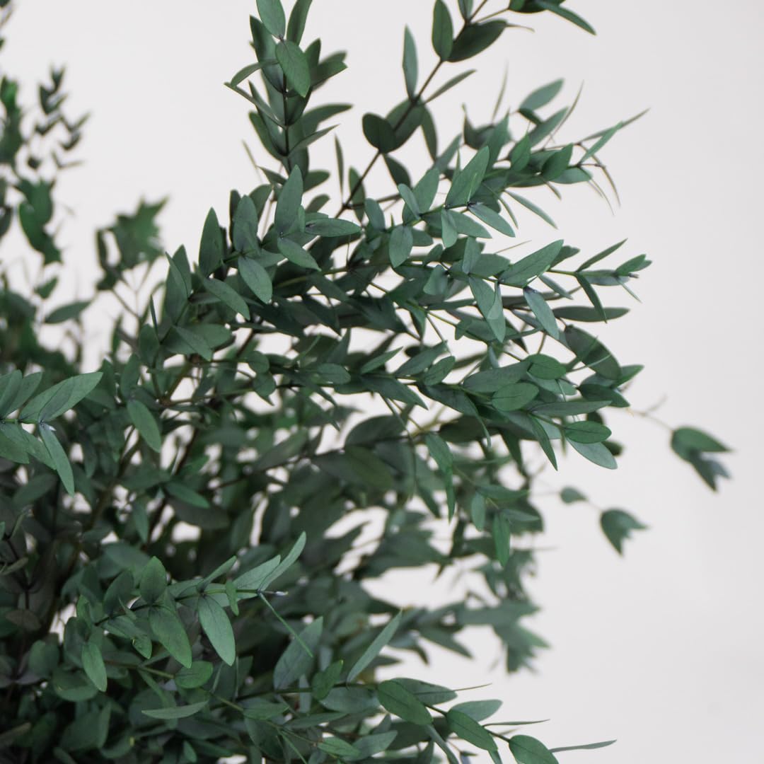 BLAINE Parvifolia Verde Preservado Decoración Ideal para Ramos de Flores Secas con Hojas Naturales Que No Necesita Mantenimiento 70 cm