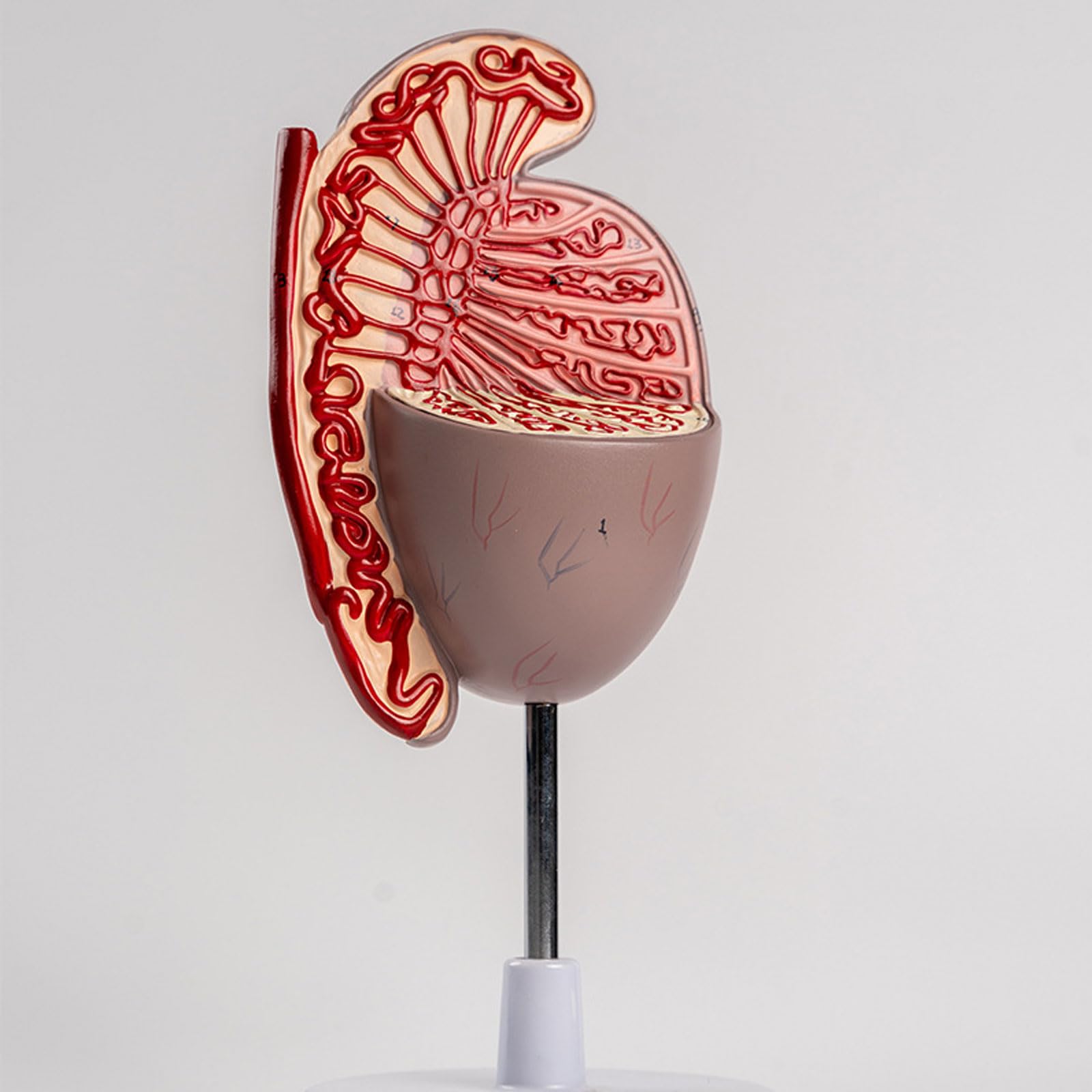 Ludzki model anatomii jąder, męskie narządy rozrodcze Model anatomiczny do nauki Edukacja Pomoce dydaktyczne Demonstracja Wyposażenie laboratorium naukowego dla szkoły