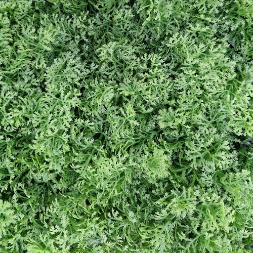 TENAX Divy Panel Lichen 100x100 cm Verde, Pannello Modulare con Foglie Artificiali 3D Tipo Muschio per Pareti, Giardini Verticali e Decorazioni Indoor/Outdoor