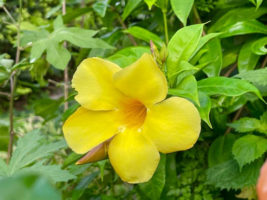 Amazon｜アラマンダ オオバナアリアケカズラ 3ポット 3株｜観葉植物