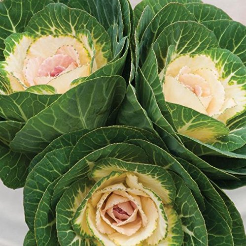 Crane White Ornamental Kale seeds