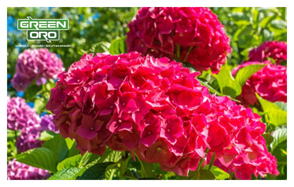 FLOWERS ACID 24KG - Długodziałający nawóz do hortensji i roślin kwasolubnych.
