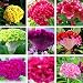 Potato001 100 Pcs Mix Color Celosia Crested Cockscomb Seeds Garden Easy Growing Flower