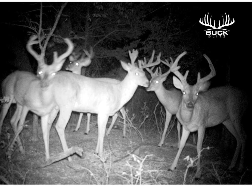 Buck Blitz - Premium Deer Attractant and Hunting Bait for White Tailed Deer, 12 Ounce Concentrate for Deer Feed - As Seen On Final Descent Outdoors Hunting Show : Sports & Outdoors