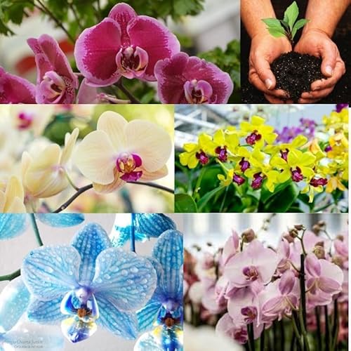 Substrato Plantas Orquídeas Pinus Carvão e Chips 7kg 40 Litros