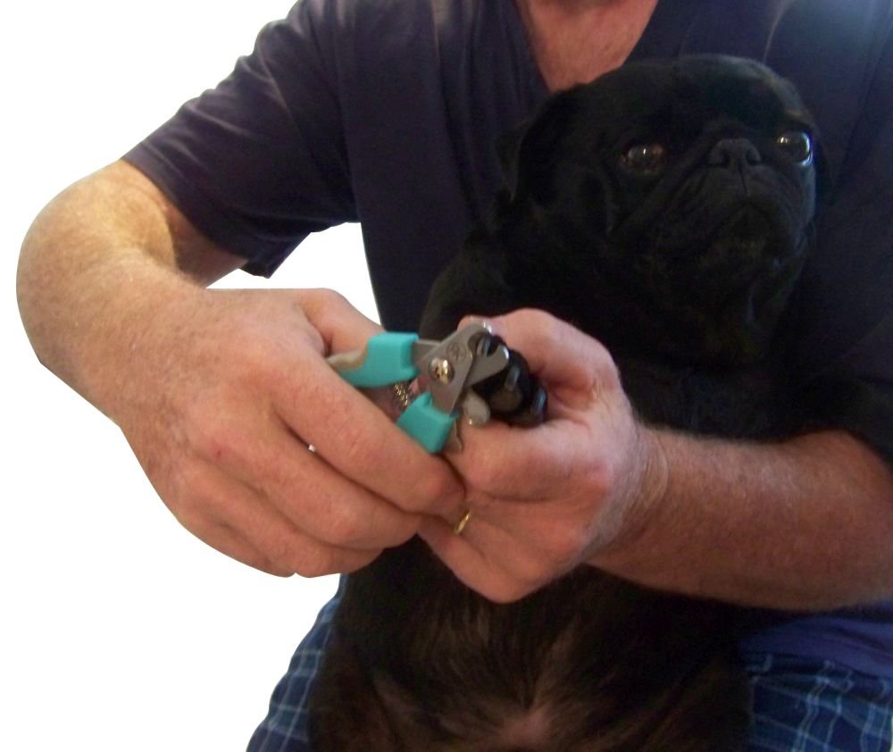 Cortaúñas para perros: diseñado para ser las mejores herramientas profesionales de aseo de mascotas de acero inoxidable con una garantía incondicional de por vida, cortadora de diseño único para